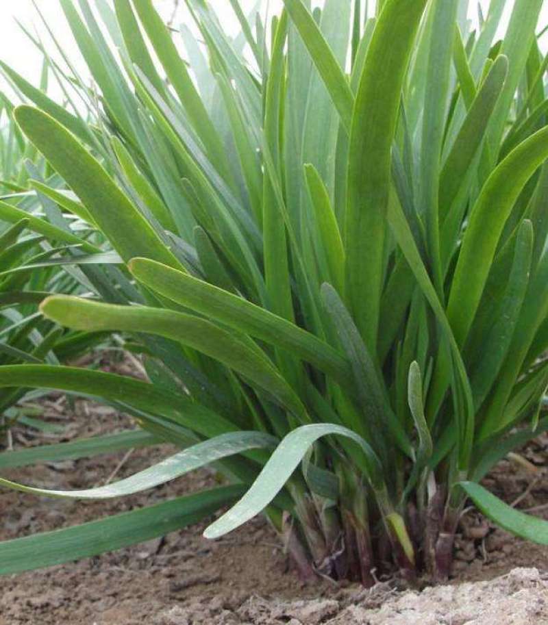 紫根韭菜种子寿光独根红种子宽叶紫根宽叶韭菜种子高产抗病