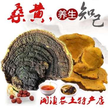 桑树桑黄天然食用桑黄菌自晒