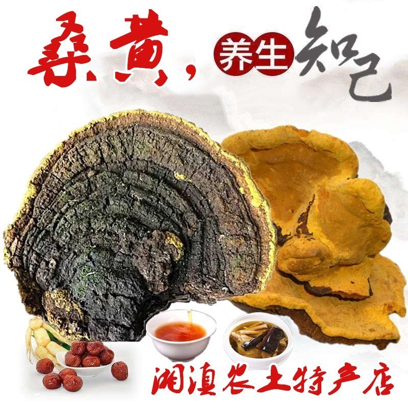 桑树桑黄天然食用桑黄菌自晒