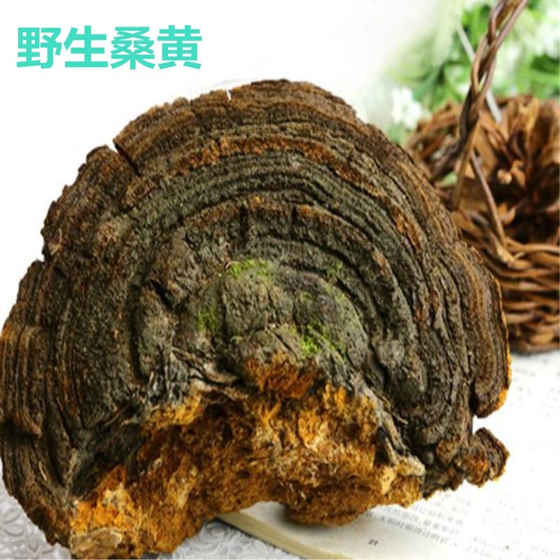 桑树桑黄天然食用桑黄菌自晒