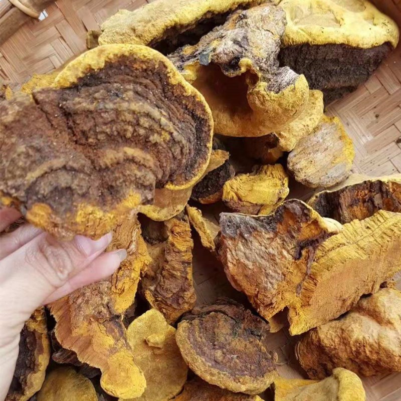 桑树桑黄天然食用桑黄菌自晒