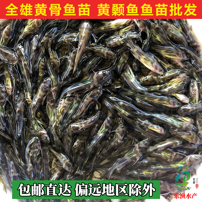 杂交黄骨鱼苗黄颡鱼苗全雄黄辣丁黄桑鱼苗。