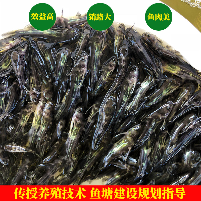 杂交黄骨鱼苗黄颡鱼苗全雄黄辣丁黄桑鱼苗。