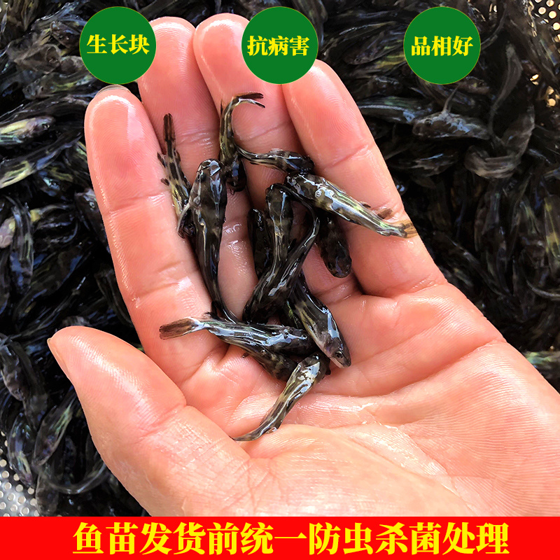 杂交黄骨鱼苗黄颡鱼苗全雄黄辣丁黄桑鱼苗。