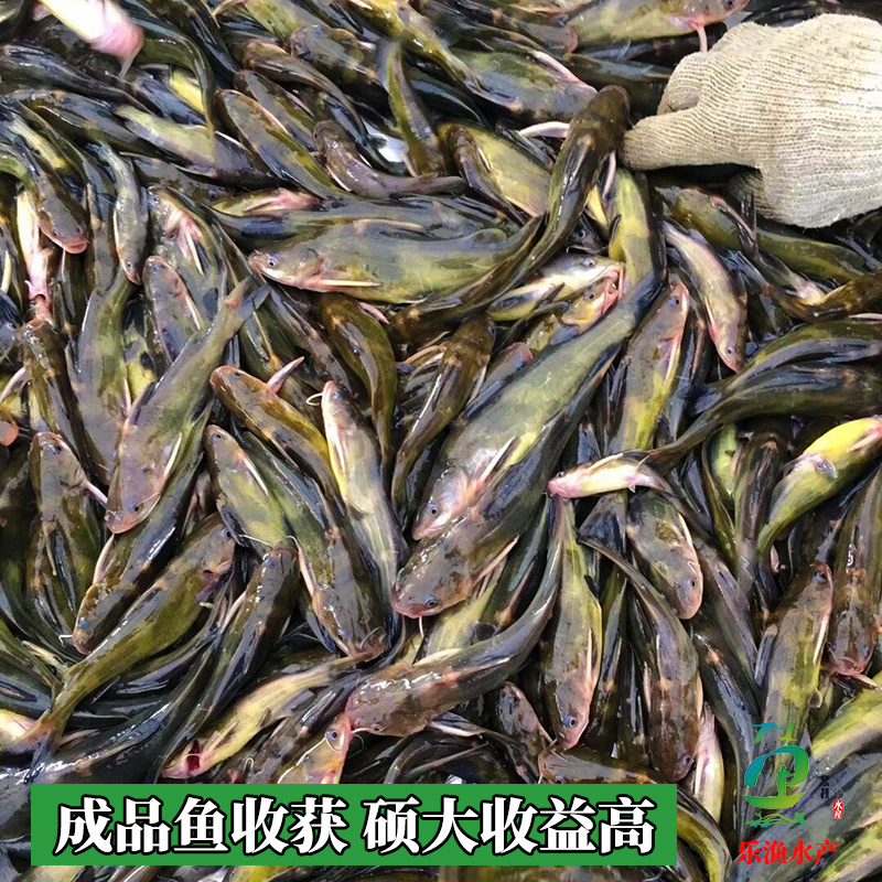 杂交黄骨鱼苗黄颡鱼苗全雄黄辣丁黄桑鱼苗。