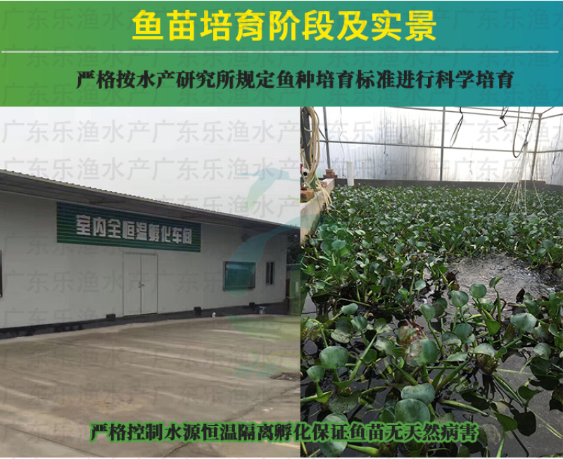 杂交黄骨鱼苗黄颡鱼苗全雄黄辣丁黄桑鱼苗。