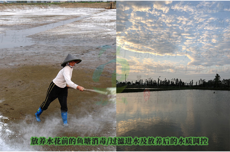 杂交黄骨鱼苗黄颡鱼苗全雄黄辣丁黄桑鱼苗。