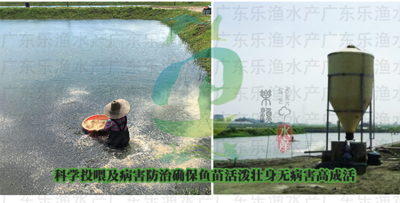 杂交黄骨鱼苗黄颡鱼苗全雄黄辣丁黄桑鱼苗。