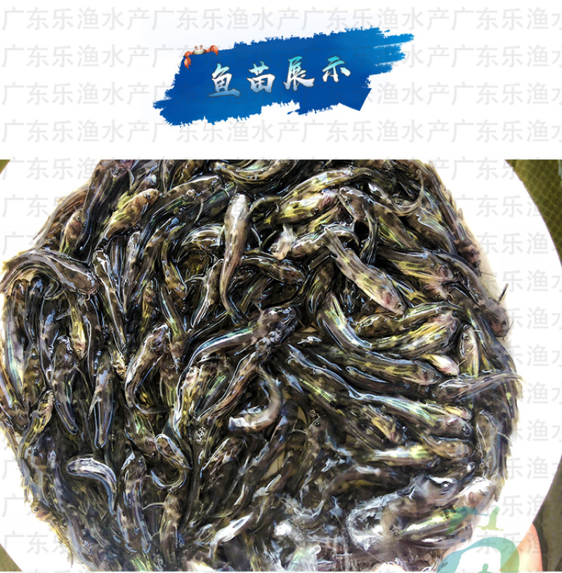 杂交黄骨鱼苗黄颡鱼苗全雄黄辣丁黄桑鱼苗。