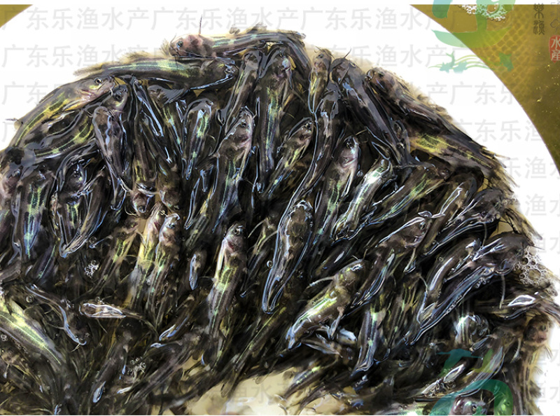 杂交黄骨鱼苗黄颡鱼苗全雄黄辣丁黄桑鱼苗。