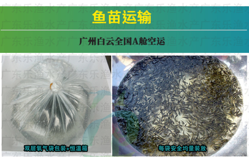 杂交黄骨鱼苗黄颡鱼苗全雄黄辣丁黄桑鱼苗。