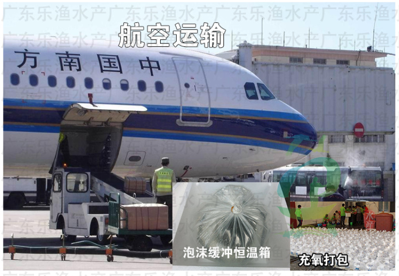 杂交黄骨鱼苗黄颡鱼苗全雄黄辣丁黄桑鱼苗。
