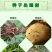 先正达适乐时翠影咯菌腈25克/升根腐病立枯病枯萎病杀菌剂