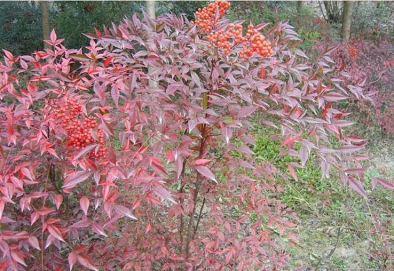 南天竹..一手货源自家苗圃绿化种植大量批发