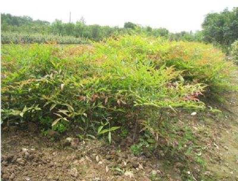 南天竹..一手货源自家苗圃绿化种植大量批发