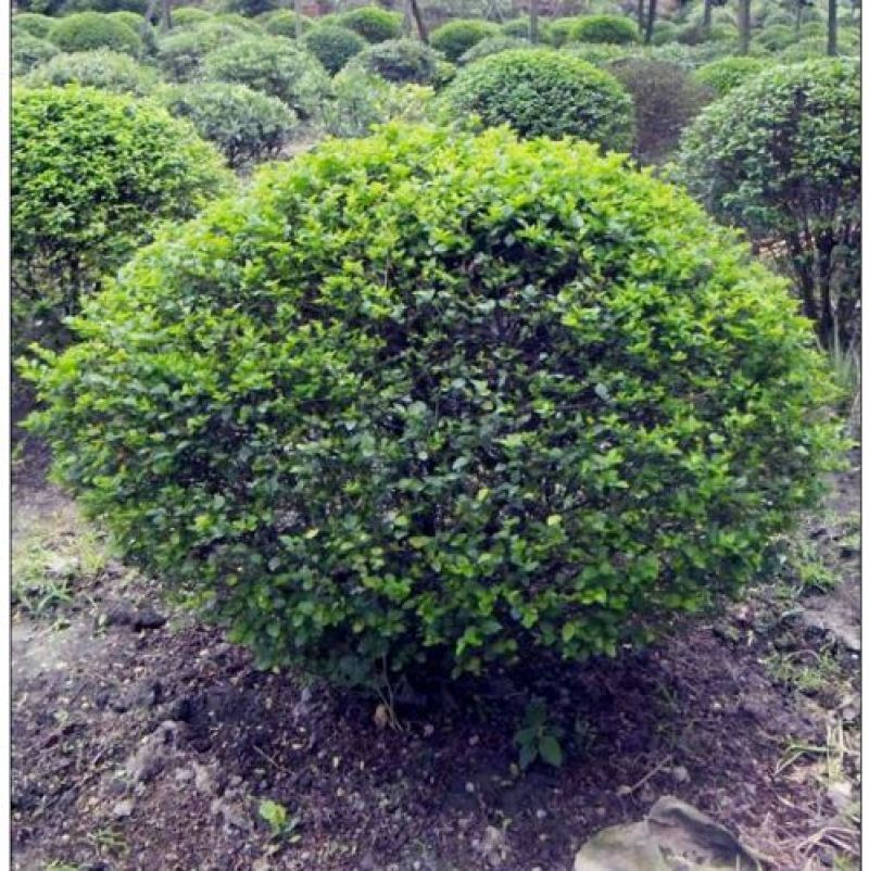 小叶女贞一手货源自家苗圃绿化种植大量批发