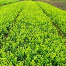 小叶女贞一手货源自家苗圃绿化种植大量批发