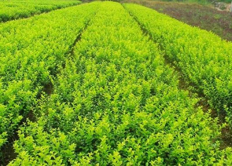 小叶女贞一手货源自家苗圃绿化种植大量批发