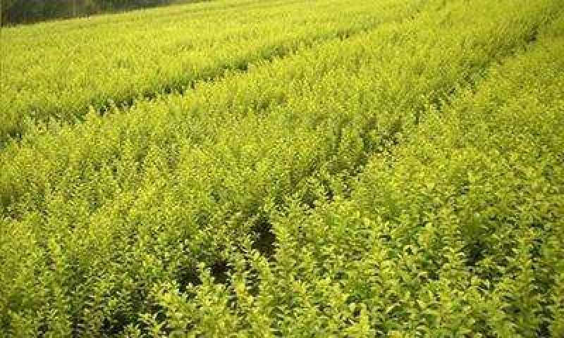 小叶女贞一手货源自家苗圃绿化种植大量批发
