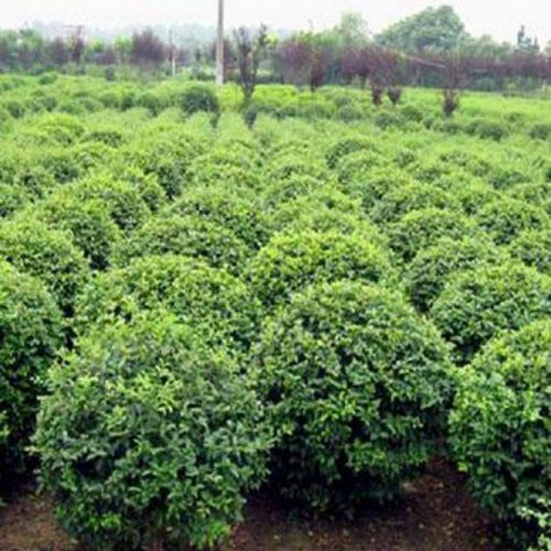小叶女贞一手货源自家苗圃绿化种植大量批发