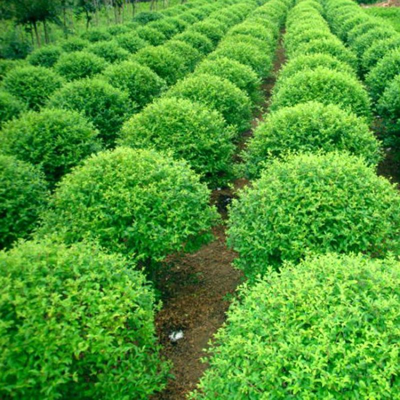 小叶女贞一手货源自家苗圃绿化种植大量批发