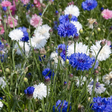 矢车菊花种子多年生矢车菊种子室外庭院景观绿化耐寒花卉种