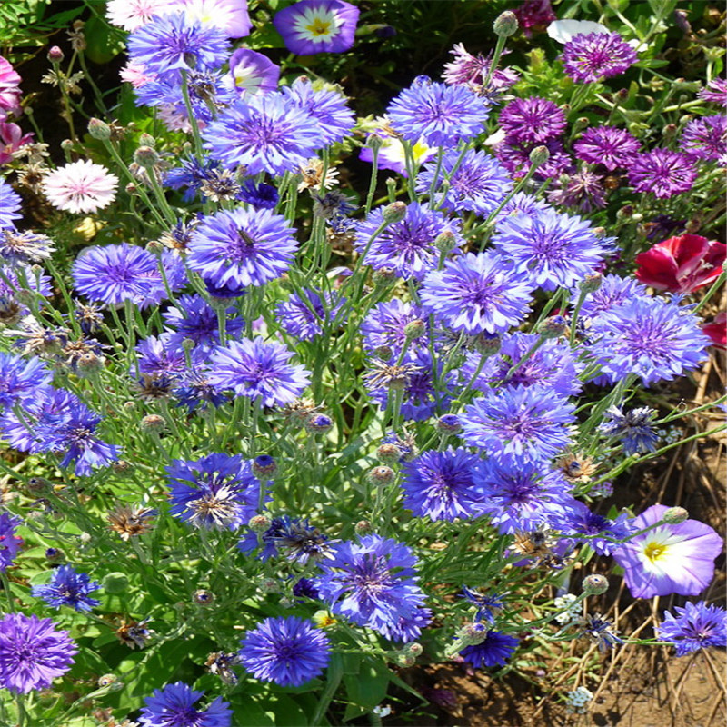 矢车菊花种子多年生矢车菊种子室外庭院景观绿化耐寒花卉种