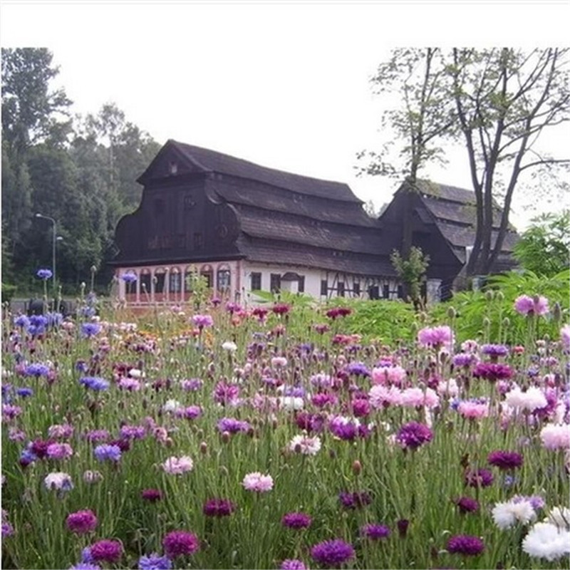 矢车菊花种子多年生矢车菊种子室外庭院景观绿化耐寒花卉种