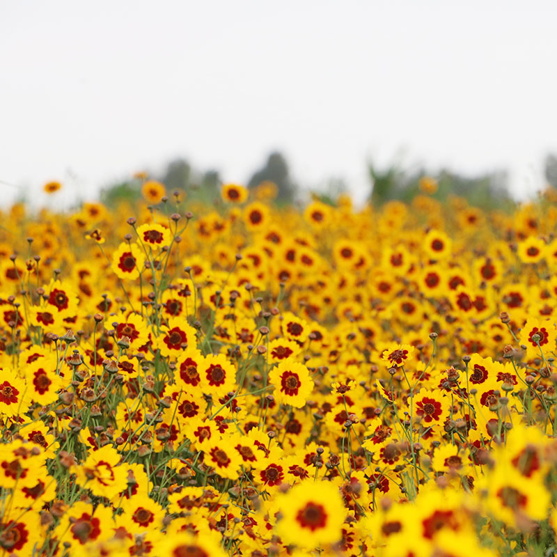 蛇目菊种子花种子昆仑雪菊花种子四季种易活工程庭院室外花草
