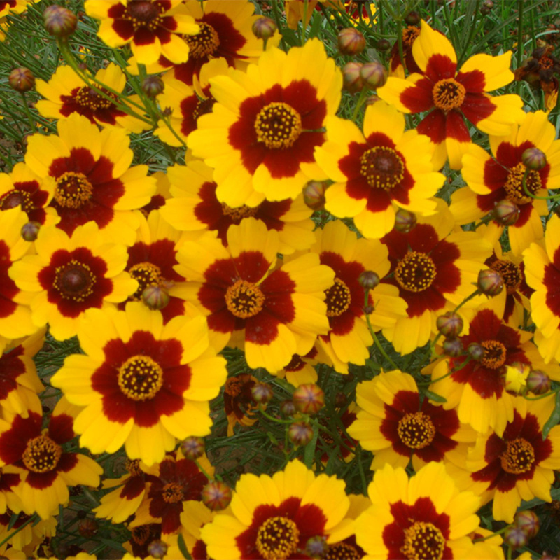蛇目菊种子花种子昆仑雪菊花种子四季种易活工程庭院室外花草