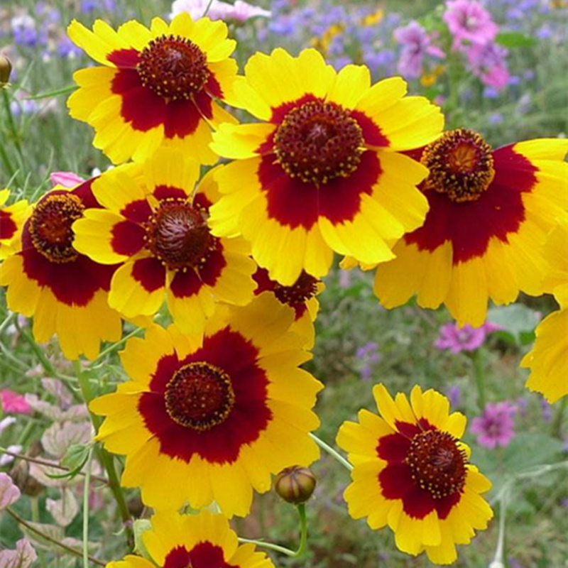蛇目菊种子花种子昆仑雪菊花种子四季种易活工程庭院室外花草