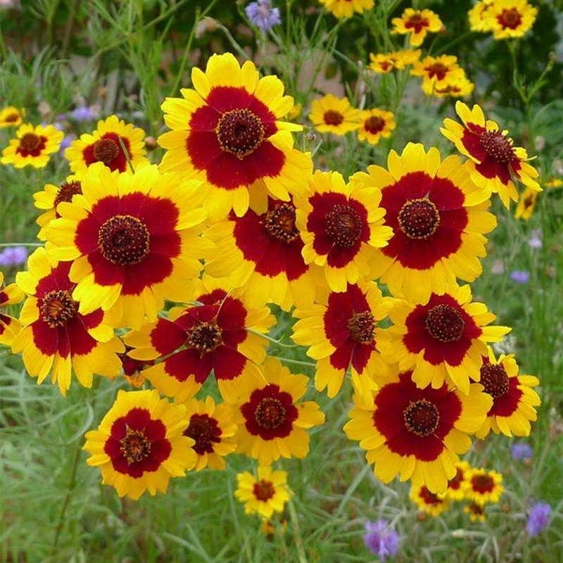 蛇目菊种子花种子昆仑雪菊花种子四季种易活工程庭院室外花草
