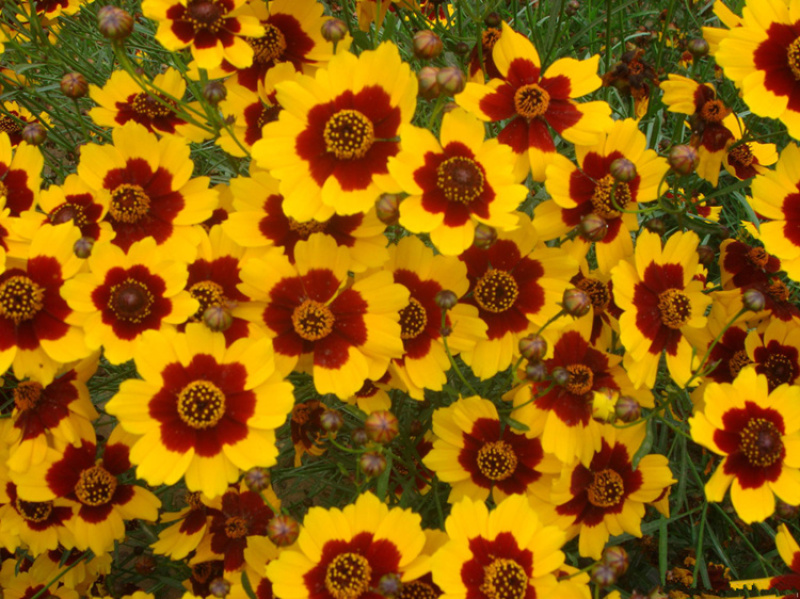 蛇目菊种子花种子昆仑雪菊花种子四季种易活工程庭院室外花草