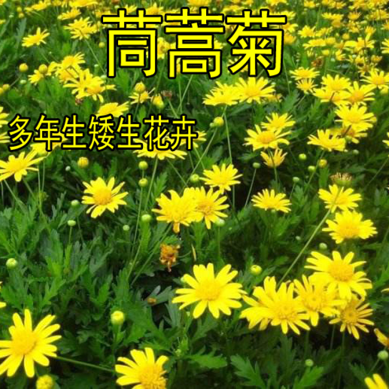 茼蒿菊种子蓬蒿种子菊多年生黄色花卉种子花海种植景观绿化