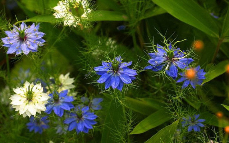 黑种草种子混色香草波斯宝石黑子草阳台盆栽观花种子四季易