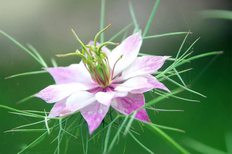 黑种草种子混色香草波斯宝石黑子草阳台盆栽观花种子四季易