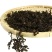 长白山特产野生山菜干货牛毛广微菜干干货500g包邮