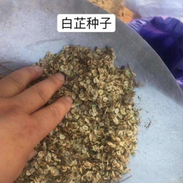 白芷种子纯新货发芽率95%新货基地发货保证质量包技术