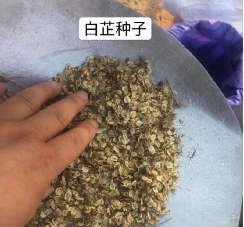 白芷种子纯新货发芽率95%新货基地发货保证质量包技术