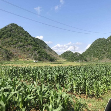 文山广南县500亩水浇地出租