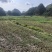 文山广南县500亩水浇地出租
