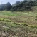 文山广南县500亩水浇地出租