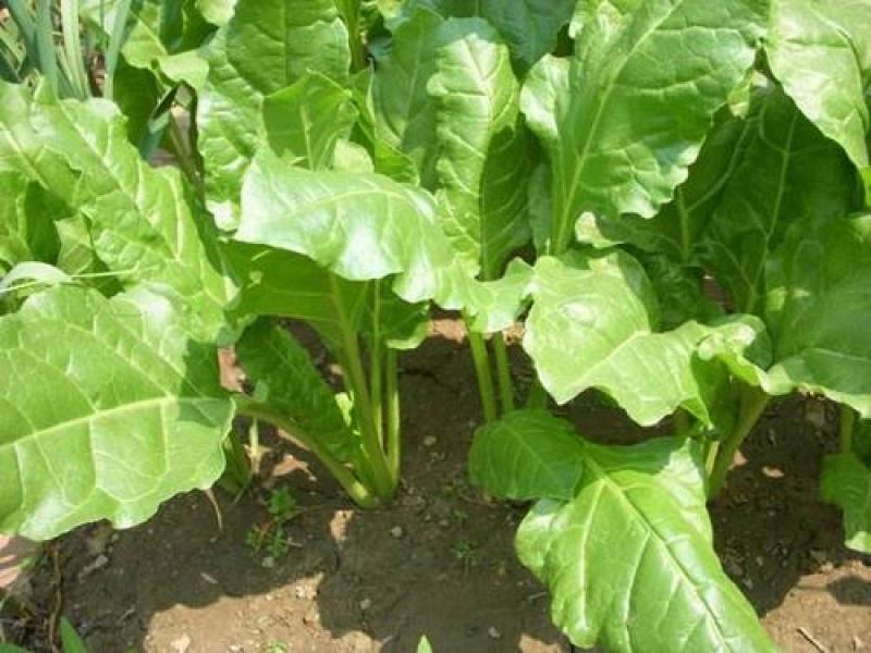 四季根达菜种子种菜蔬菜籽牛皮菜莙荙菜君达菜种子易种可代替