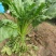 四季根达菜种子种菜蔬菜籽牛皮菜莙荙菜君达菜种子易种可代替