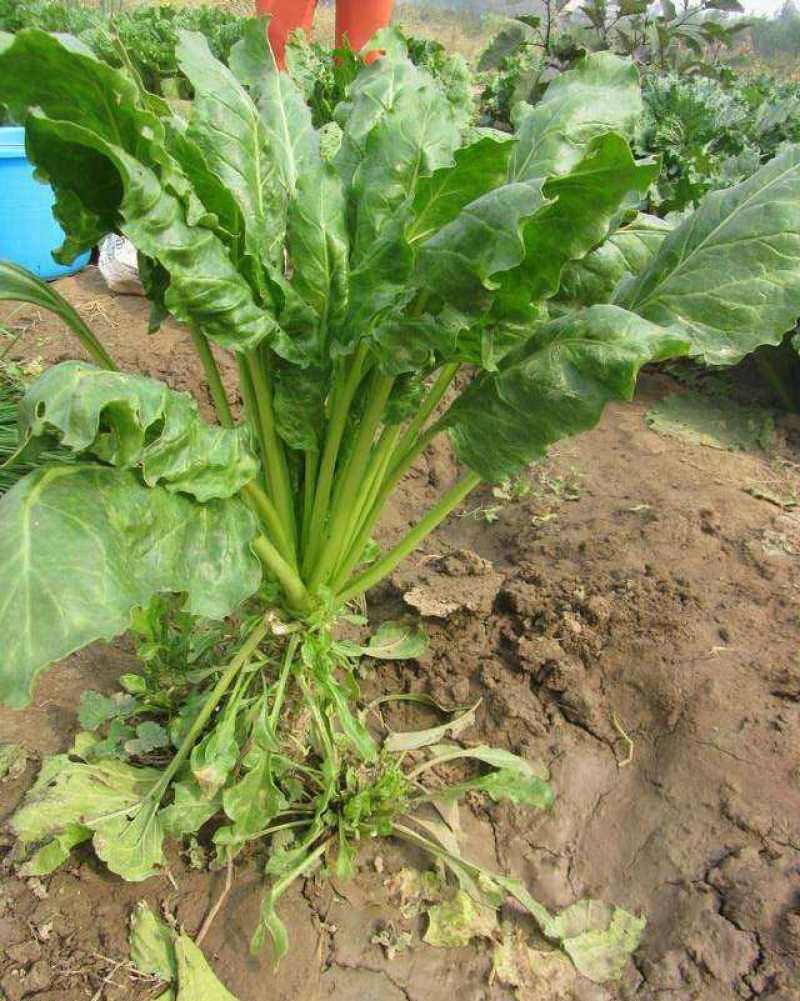 四季根达菜种子种菜蔬菜籽牛皮菜莙荙菜君达菜种子易种可代替