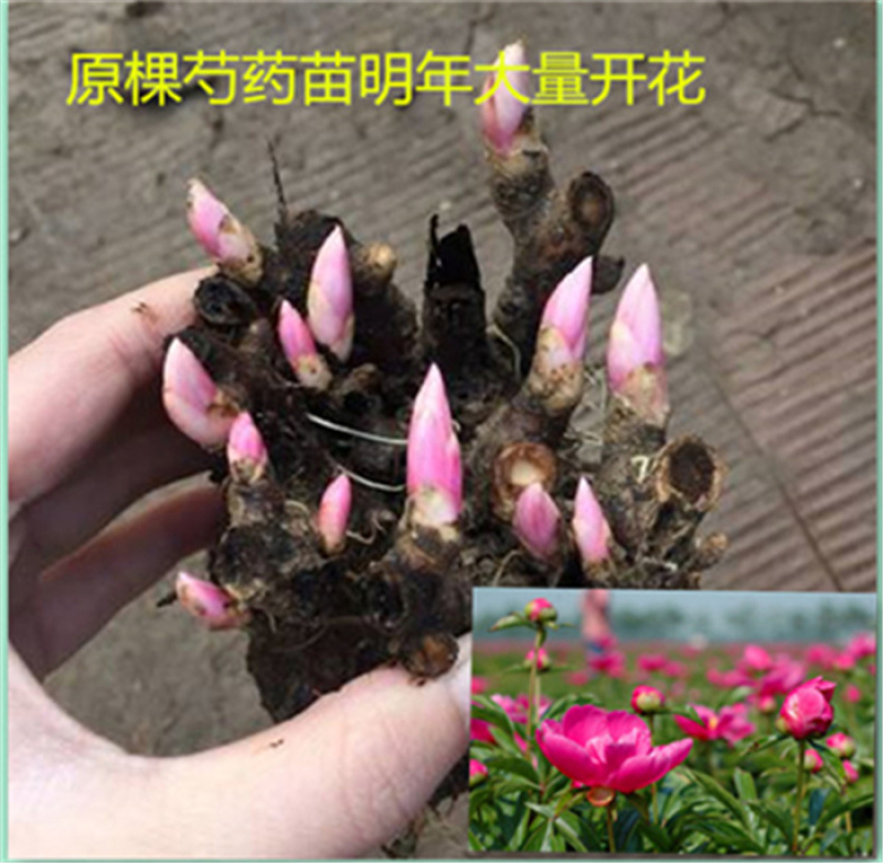 白芍芽子白芍种苗芍药苗成活率95%包收购签合