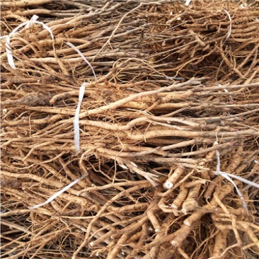 《热卖》油用牡丹苗1-2年苗产地一手货源