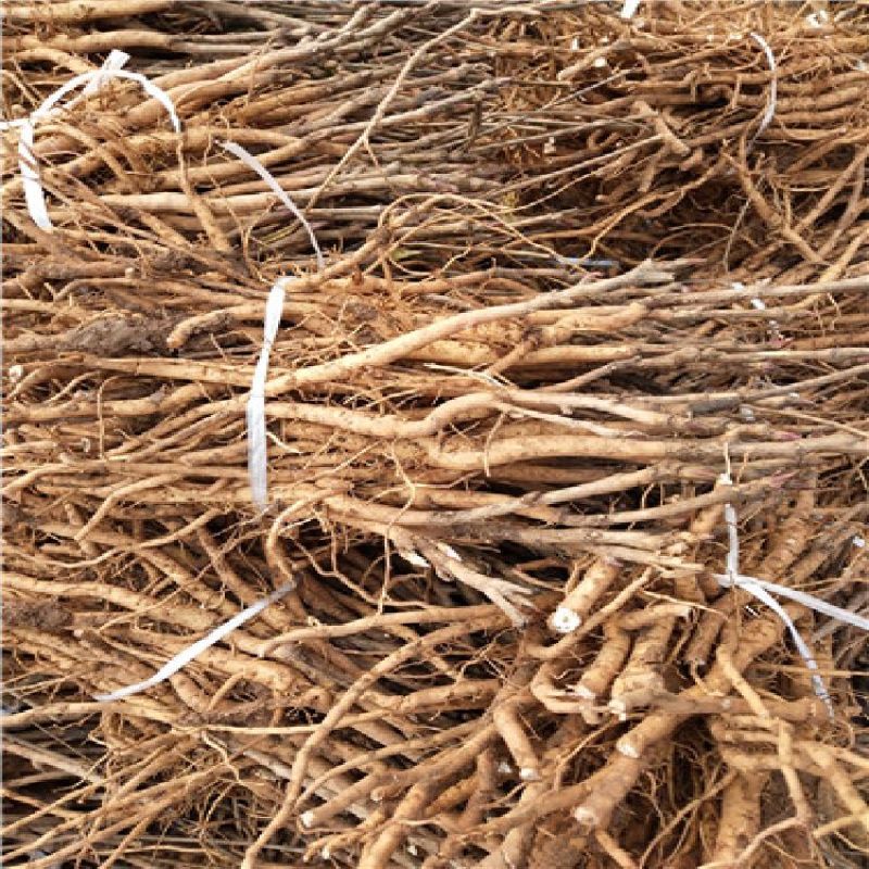 《热卖》油用牡丹苗1-2年苗产地一手货源