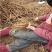 《热卖》油用牡丹苗1-2年苗产地一手货源