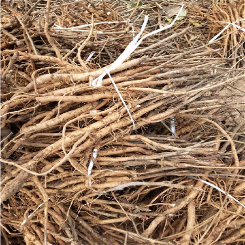 《热卖》油用牡丹苗1-2年苗产地一手货源